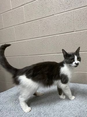 Oakley, Adult Male Domestic Medium Hair