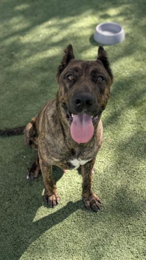 ZIGGY, Young Male Plott Hound