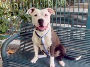 KEISHA, Young Female Staffordshire Bull Terrier