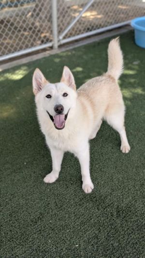 BIG BOY, Young Male Siberian Husky
