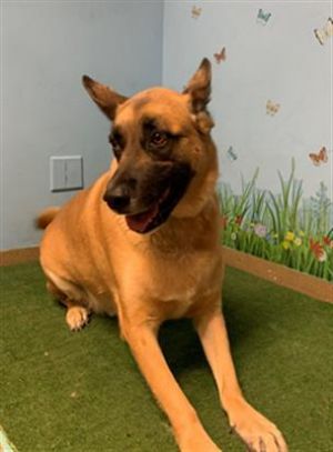 BLAZE, Adult Male German Shepherd Dog