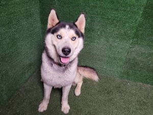 JASPER, Young Male Siberian Husky