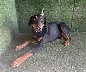NARUTO, Young Male Doberman Pinscher