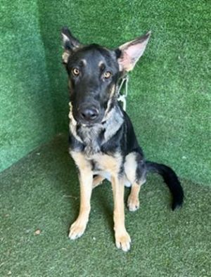 ARIEL, Young Female German Shepherd Dog