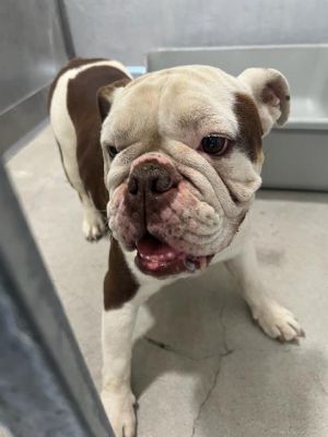 BELLA, Adult Female English Bulldog