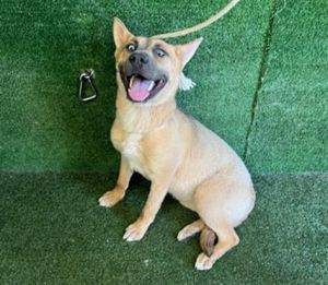BETH, Young Female German Shepherd Dog
