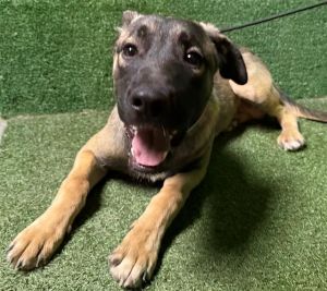 RUSTY, Young Male German Shepherd Dog