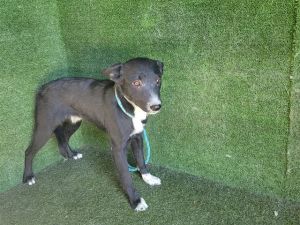 PABLO, Young Male Australian Cattle Dog / Blue Heeler
