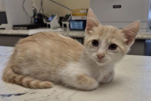 PHOENIX, Baby Male Domestic Short Hair