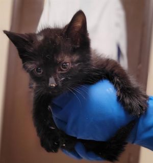 MANNY, Baby Female Domestic Short Hair
