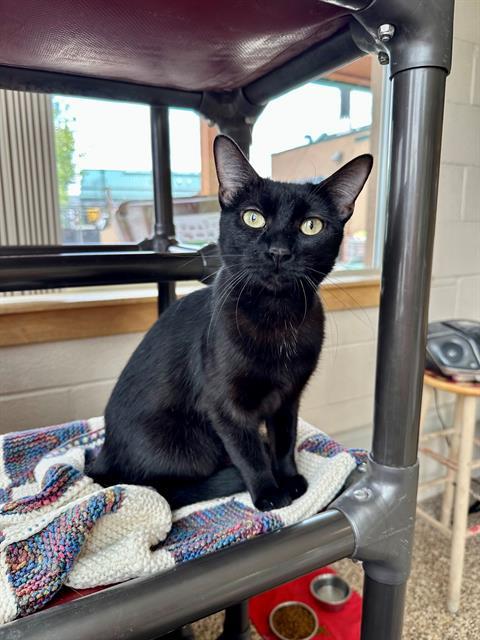 LOLA, an adoptable Domestic Short Hair in Frisco, CO, 80443 | Photo Image 1