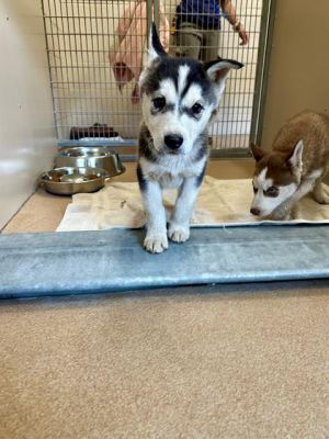 DMITRI, Baby Male Siberian Husky