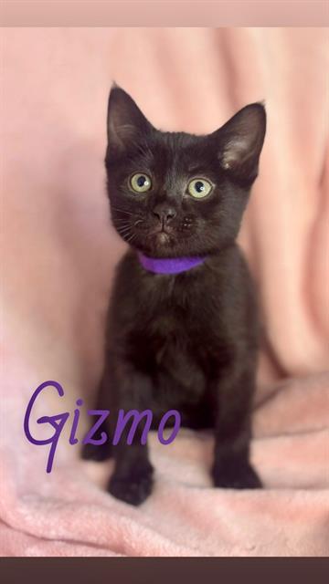 GIZMO