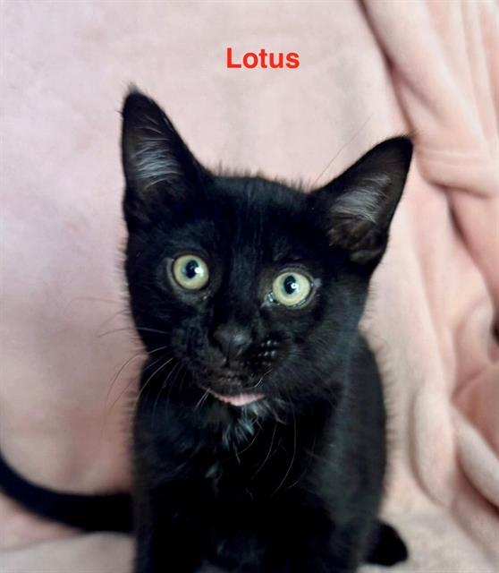 LOTUS