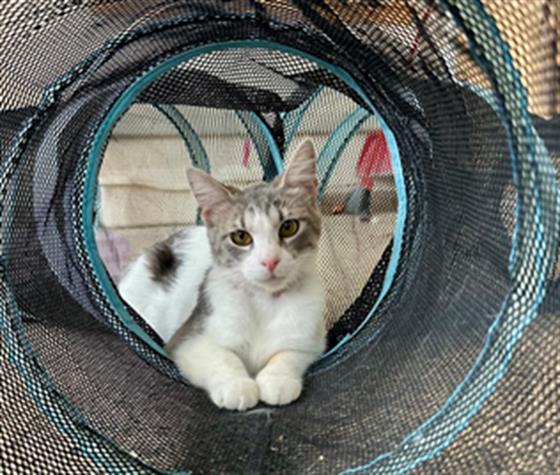 SELENE, an adoptable Domestic Short Hair in Frisco, CO, 80443 | Photo Image 1