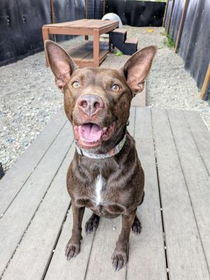SUEDE, Adult Male Australian Kelpie