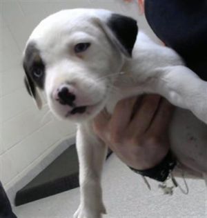 A179058, Baby Female Siberian Husky