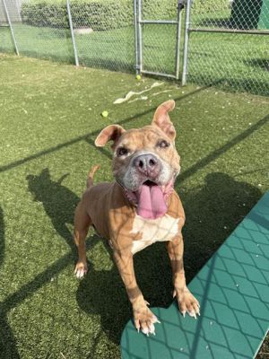 TYSON, Adult Male Pit Bull Terrier