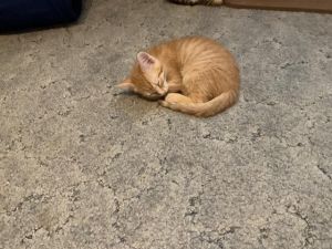 ORANGE JUICE, Baby Male Domestic Short Hair