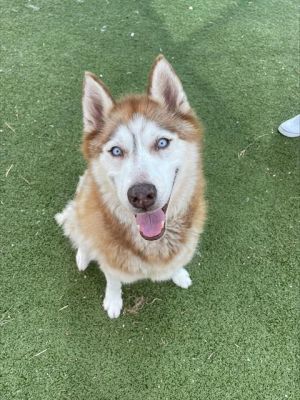 A179333, Adult Female Siberian Husky