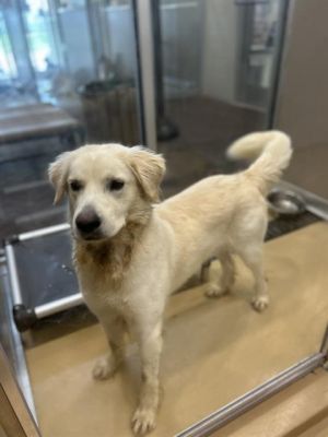 A179248, Adult Male Great Pyrenees