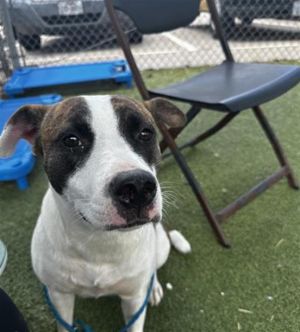 A179349, Young Female Staffordshire Bull Terrier