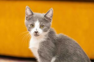 JIMMY JR Domestic Short Hair Cat