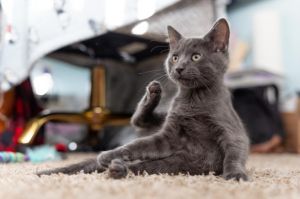 This adorable little gray ball of fluff is as soft as a cloud and twice as sweet