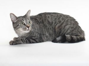 RATCHET Domestic Short Hair Cat