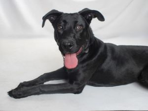 Petunia didnt have a great start at life We knew this right away when she showed up as a stray