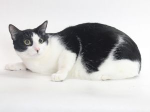 PEDRO Domestic Short Hair Cat