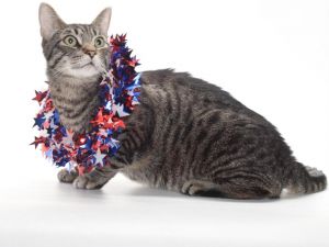 XYX Domestic Short Hair Cat