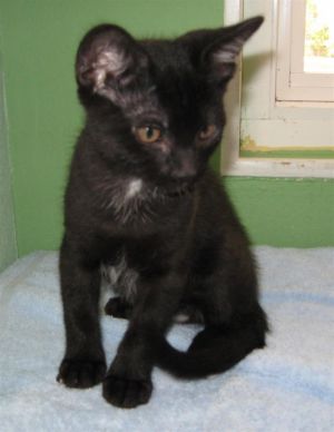 LONE STAR Domestic Short Hair Cat