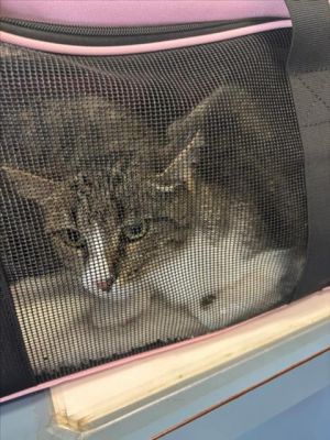 CLANK Domestic Short Hair Cat