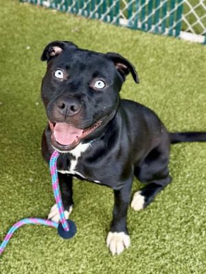 MISSY, Young Female Pit Bull Terrier