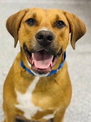 RYLIE, Young Female Labrador Retriever