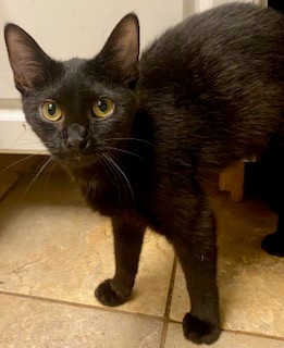 ALTAIR, Young Female Domestic Short Hair