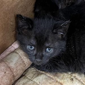 DIAMOND, Baby Female Domestic Short Hair