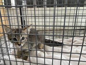 STEVIE, Baby Male Domestic Medium Hair