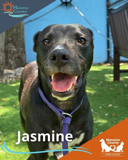 JASMINE