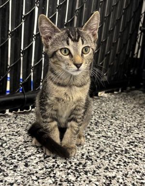 RAUL, Baby Male Domestic Short Hair