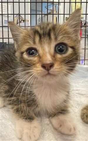 A130016, Baby Female Domestic Short Hair