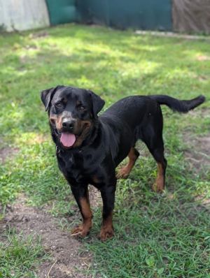 RUNE, Adult Male Rottweiler