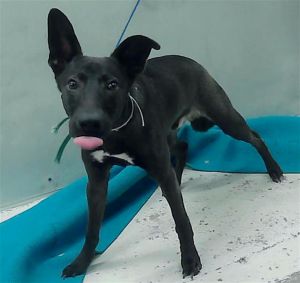 DIPLO Belgian Shepherd / Malinois Dog