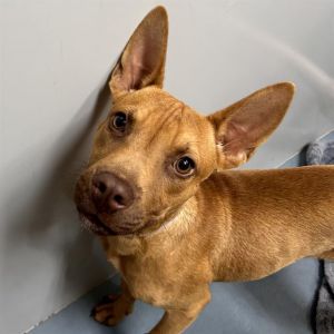 BEN Staffordshire Bull Terrier Dog