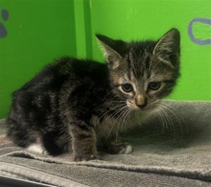 NOIR Domestic Short Hair Cat