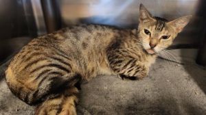 AUDRI Domestic Short Hair Cat