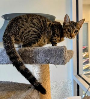 SPORT Domestic Short Hair Cat