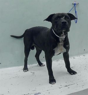 MEADOWLARK Staffordshire Bull Terrier Dog