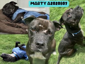 Meet Marty formerly Meadowlark Marty is a gentle loving soul with a heart as big as his smile Th